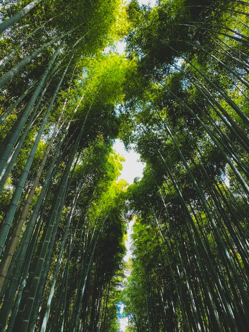 竹林与树行在阳光灿烂的日子 · 免费素材图片