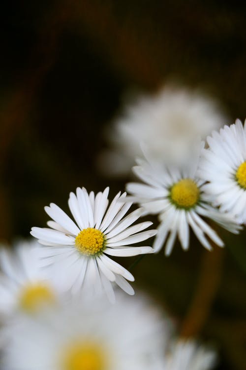 盛开的白雏菊 · 免费素材图片