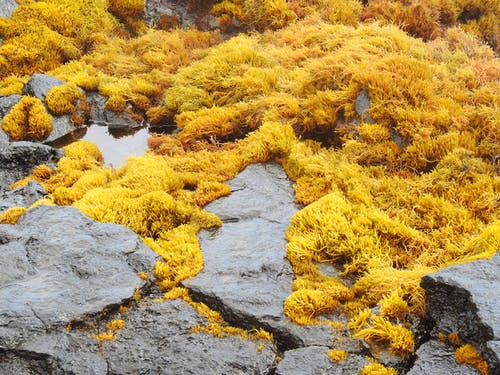 在多岩石的海岸上湿的黄色海藻 · 免费素材图片