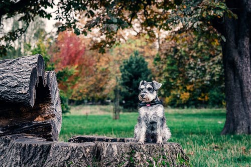 灰色和白色微型雪纳瑞犬在灰色的混凝土栅栏上 · 免费素材图片
