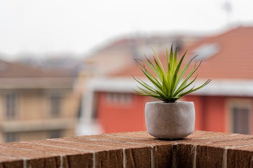 绿色的植物，在灰色的混凝土锅 · 免费素材图片