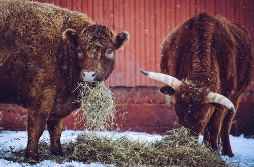 公牛在冬季的一天吃干草 · 免费素材图片