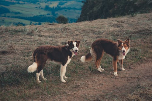 偏远农村高地的纯种狗 · 免费素材图片