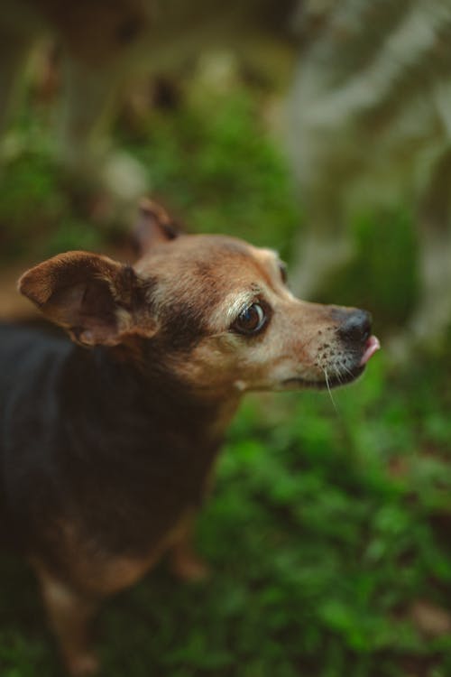 绿色自然的小纯种狗 · 免费素材图片
