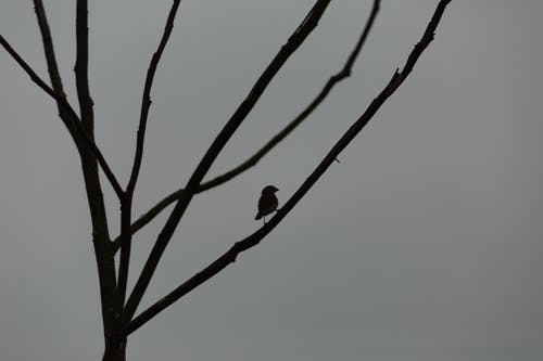 鸟在树枝上的剪影 · 免费素材图片
