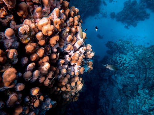 水下鱼和珊瑚的照片 · 免费素材图片
