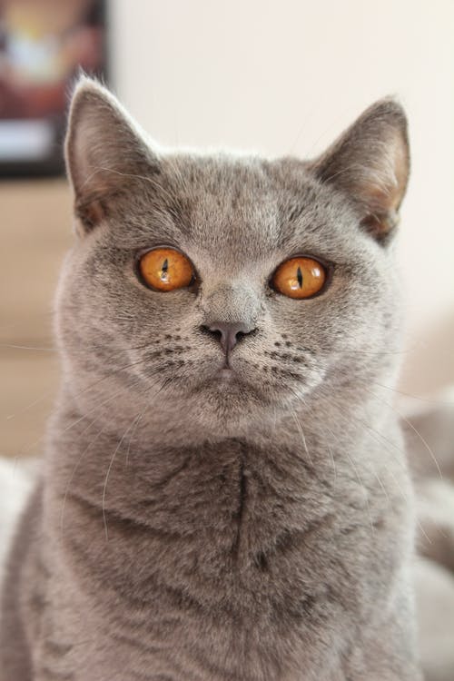 俄罗斯蓝猫在倾斜移位镜头 · 免费素材图片