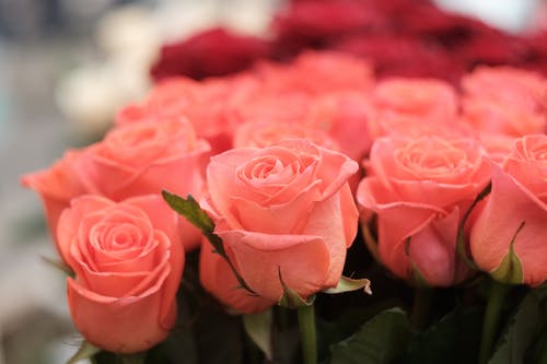 粉红玫瑰的特写照片 · 免费素材图片