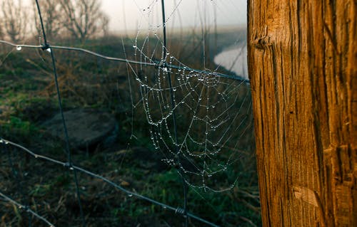棕色木柱上的湿蜘蛛网 · 免费素材图片