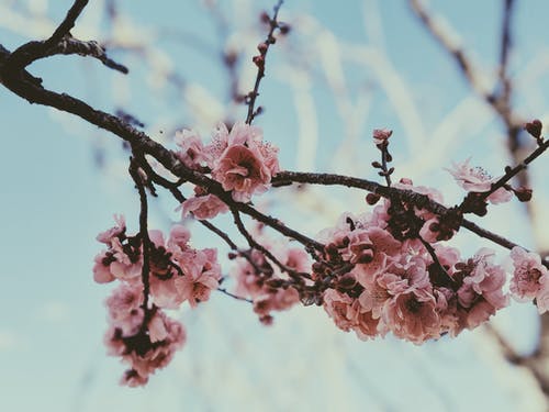 盛开的粉红樱花 · 免费素材图片