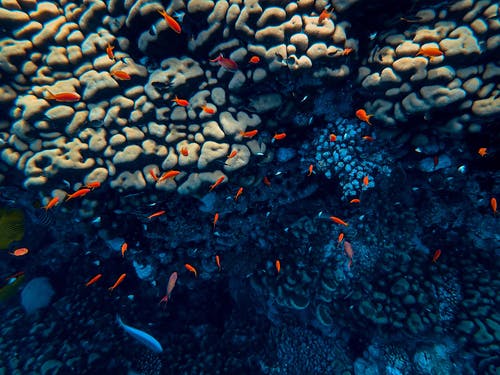 在海中水下游泳金鱼 · 免费素材图片