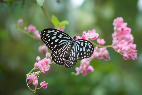 黑色和白色蝴蝶栖息在粉红色的花，在关闭了摄影 · 免费素材图片