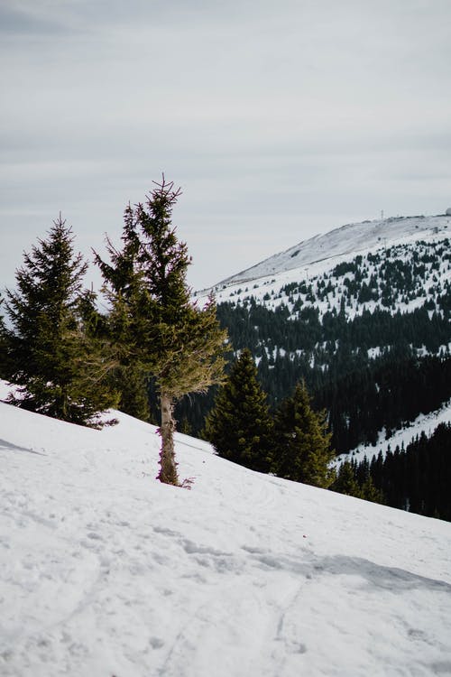 积雪覆盖的山上的绿色松树 · 免费素材图片