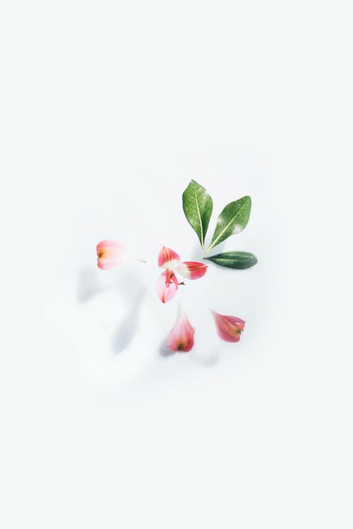 白色背景上的粉红色花 · 免费素材图片