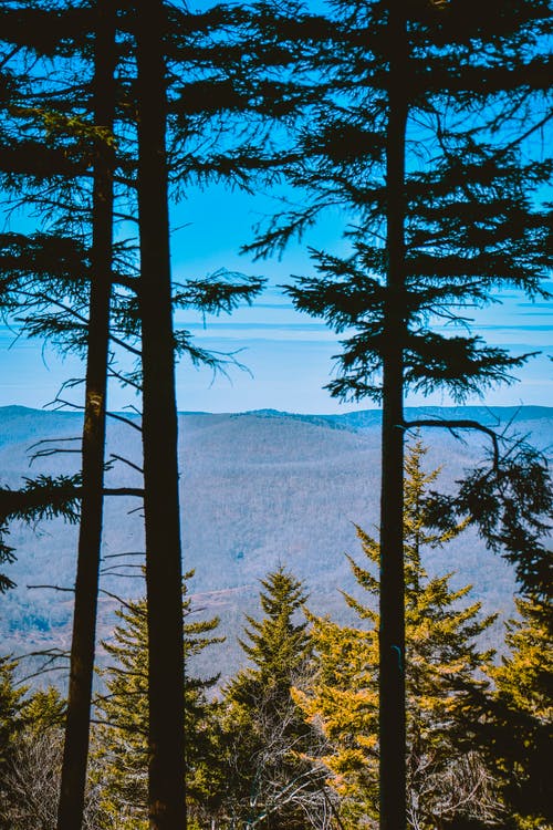 山区森林与松树在阳光灿烂的日子 · 免费素材图片