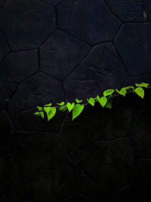 精致的绿色树枝，黑色的石头墙的叶子 · 免费素材图片