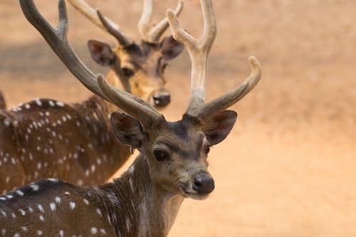棕色和白色的鹿在关闭摄影 · 免费素材图片