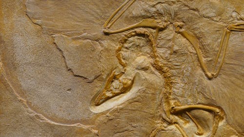 恐龙化石上粗糙的石头形成 · 免费素材图片