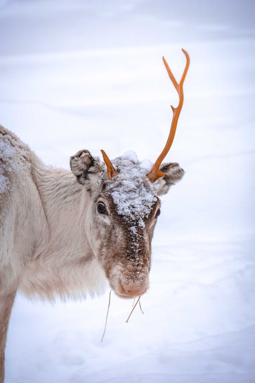 在白雪皑皑的乡村不同大小的角鹿 · 免费素材图片