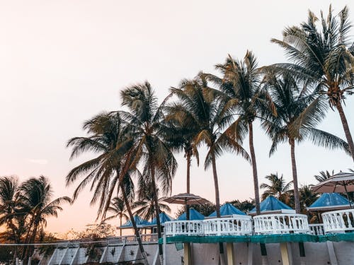异国情调的棕榈树附近的度假村露台上的蓝伞 · 免费素材图片