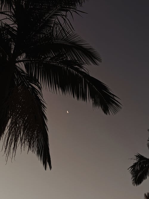 有关剪影, 夜空, 天性的免费素材图片