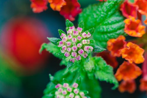 一朵花的特写照片 · 免费素材图片