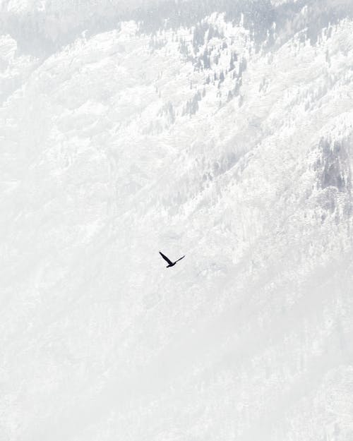 鸟飞过雪盖山 · 免费素材图片