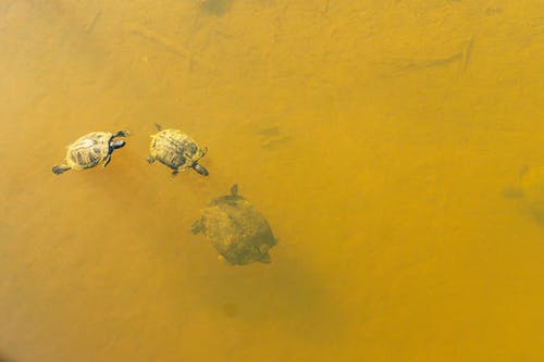 有关三月, 春龟, 水的免费素材图片