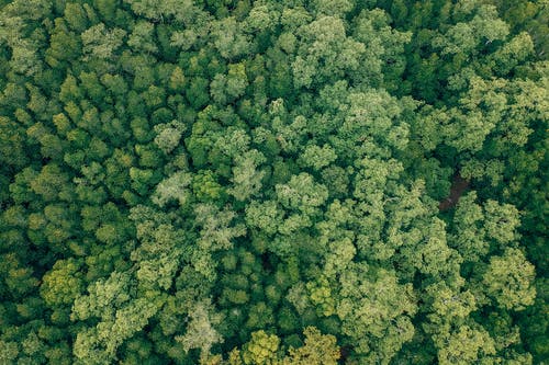 空中射击的绿树 · 免费素材图片