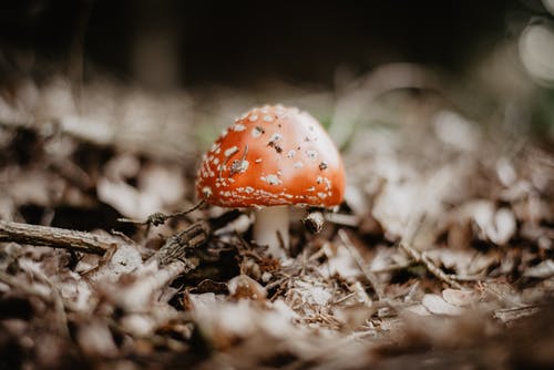 倾斜移位透镜中的红色飞木耳蘑菇 · 免费素材图片