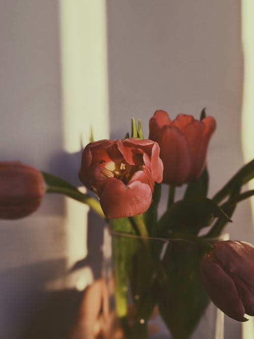 红色郁金香花 · 免费素材图片