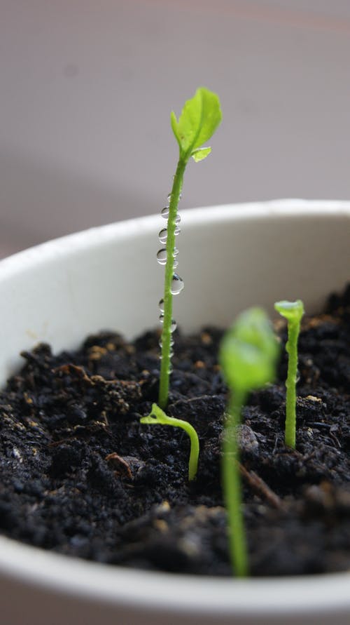 有关土, 植物, 树叶的免费素材图片