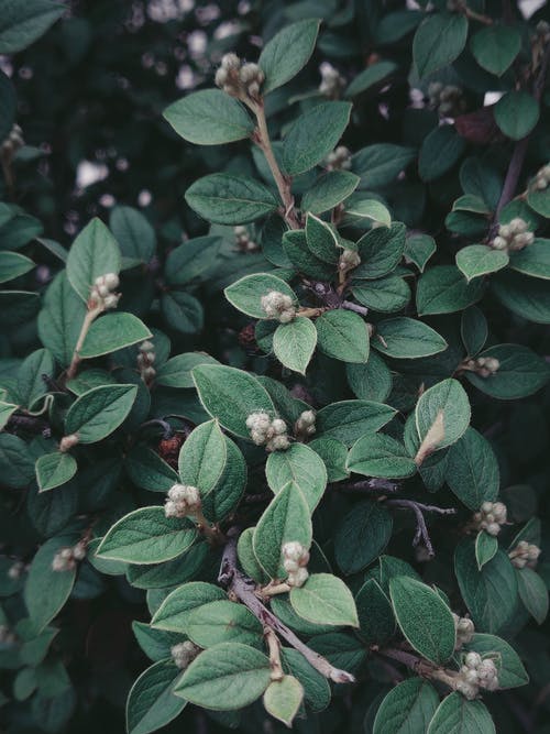 绿色植物 · 免费素材图片