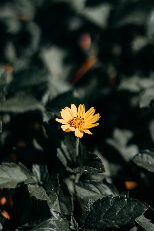 黄色花在倾斜移位镜头 · 免费素材图片