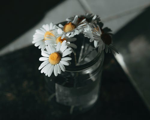 透明玻璃罐中的白色雏菊 · 免费素材图片