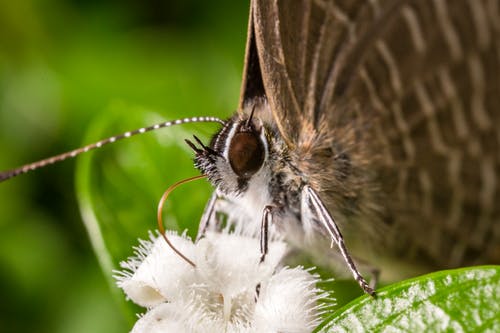 棕色的蝴蝶栖息在关闭了摄影的白花 · 免费素材图片