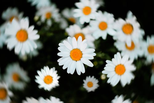 白色和黄色雏菊花的选择性焦点 · 免费素材图片