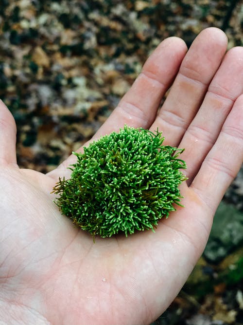 人手上的绿色植物 · 免费素材图片