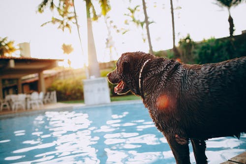 站在室外游泳池附近的巧克力狗 · 免费素材图片