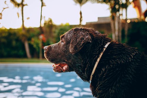 可爱的拉布拉多犬在室外游泳池附近休息 · 免费素材图片