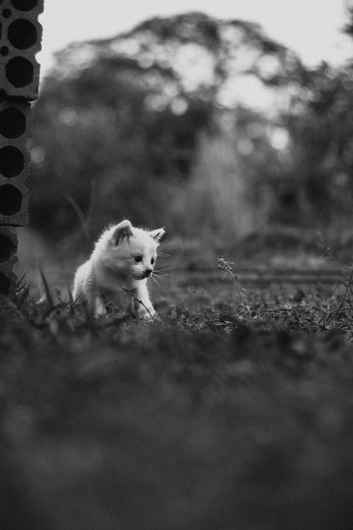 白色小猫在绿色草地上 · 免费素材图片