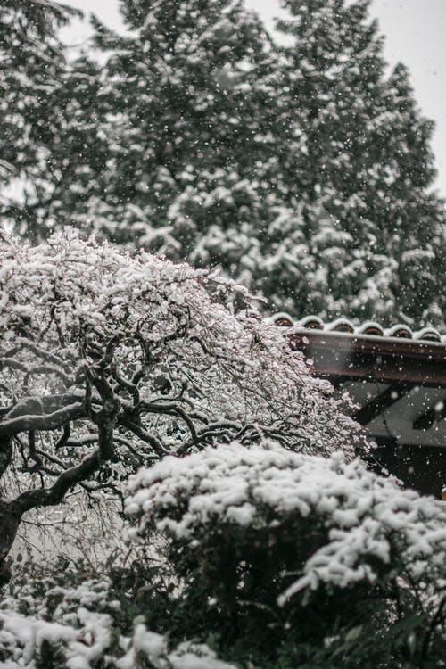 白雪皑皑的植物 · 免费素材图片