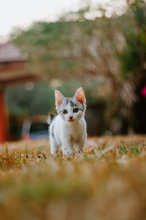 棕色草地上的白猫 · 免费素材图片