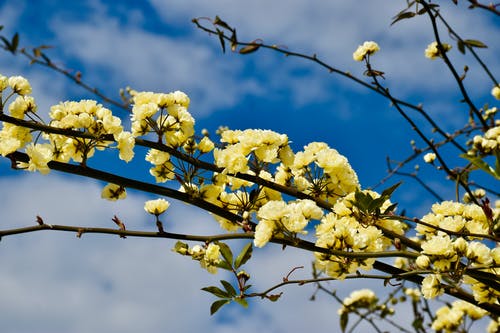 有关primavera花, 分支机构, 增长的免费素材图片