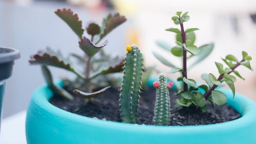 有关仙人掌, 仙人掌植物, 刺的免费素材图片