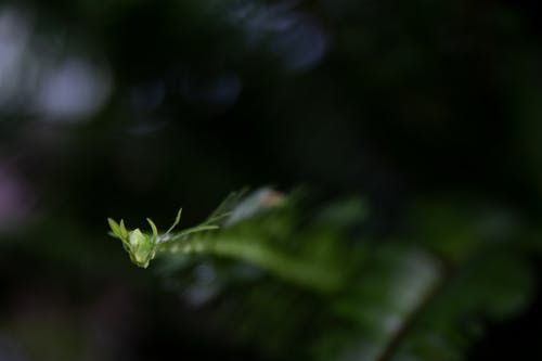 有关增长, 专注, 工厂的免费素材图片