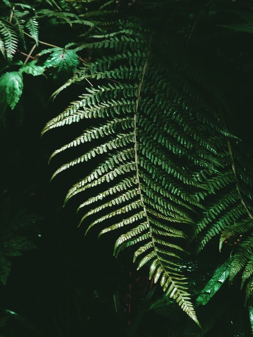 雨林中的蕨类植物叶片翻转 · 免费素材图片