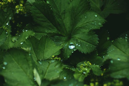 有关alchemilla mollis, 充满活力, 凝结的免费素材图片