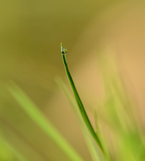 有关光, 凝结, 增长的免费素材图片