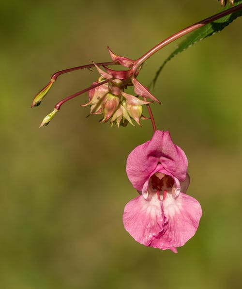 有关impatiens glandulifera, 公园, 口味的免费素材图片